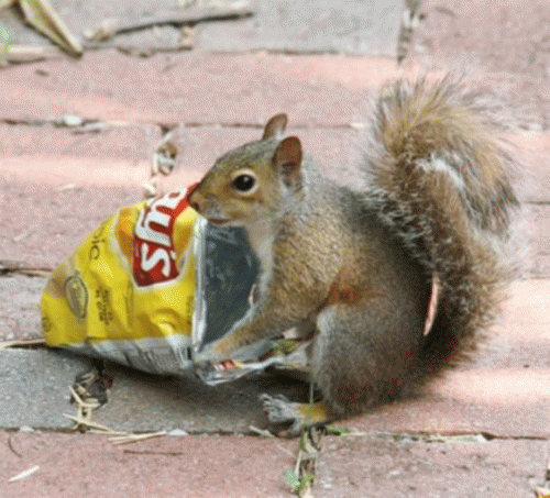 Sloth (USA-2) : Chip Party!